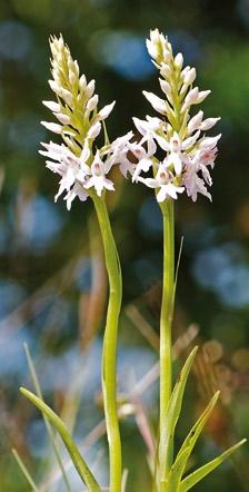 Abb. 18: O Kellyi-Typus von Dactylorhiza fuchsii, 02.06.2010, bei Carran/Irland, [P. Zschunke].