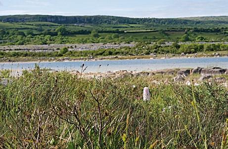 Abb. 20: Burren-Landschaft am Lough Gealáin bei bei Kilinaboy/Irland, mit Dactylorhiza fuchsii f. albiflora, 05.06.2010 [P. ZSCHUNKE].