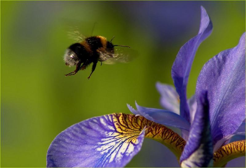 Stachel im Gegensatz zu dem der Biene nicht in der Haut stecken. Sie können daher auch mehrmals hintereinander stechen (16).