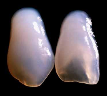 OPALESZENZ DIE LEBENDIGKEIT IM SCHMELZ Die natürliche Opaleszenz gehört zu den schönsten optischen Erscheinungen beim natürlichen Zahn. Opaleszenz verleiht dem Zahn seine Lebendigkeit.