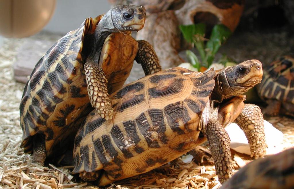 PAARUNG PAARUNG Da die Tiere bei Viktor Mislin permanent in gemischten Gruppen von 1,1 oder 1,2 gepflegt werden sind Paarungen ganzjährig möglich und die Schildkröten müssen zu diesem Zweck nicht