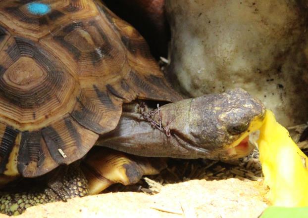 2014, einen Tag vor der geplanten Operation wurde die Schildkröte in die Praxis eines Fachtierarztes gebracht. Am Morgen des 14.04.