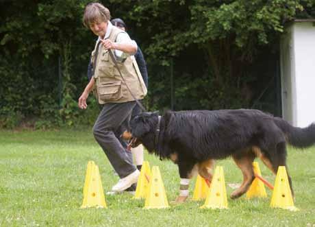 Die Arbeit an den niedrigen Bodenhindernissen ist bekannt aus dem Pferdesport und wird auch bei Hundebesitzern immer beliebter. In der Hundephysiotherapie kommen Cavaletti regelmäßig zum Einsatz.