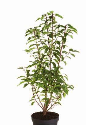 'Angustifolia' 4 Lebensbaum Thuja occidentalis 'Smaragd'