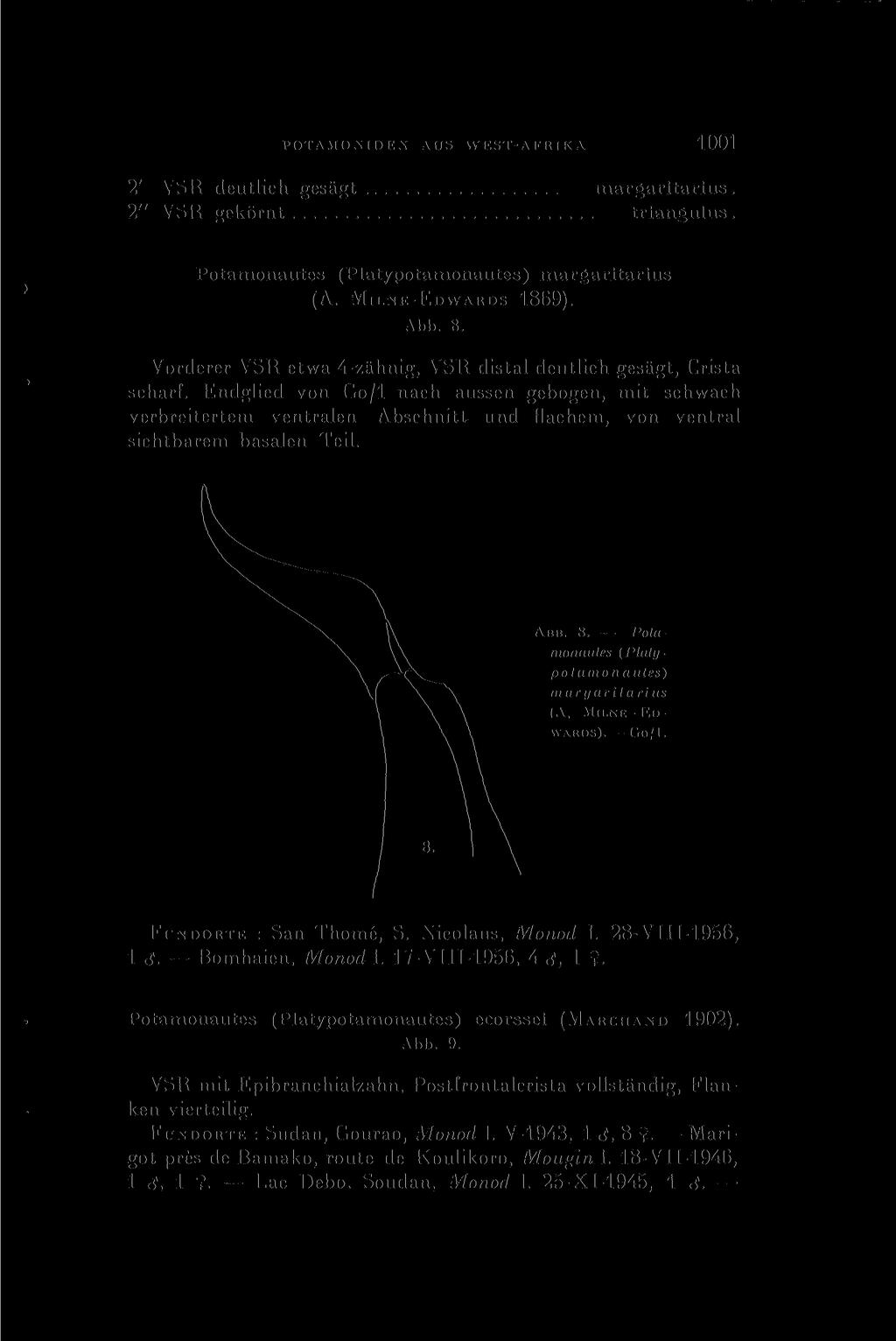 I POTAMONIDEN AUS WEST-AFRIKA 1001 2' YSK deutlich gesägt margaritarius. 2" YSK gekörnt triangulus. Potamonautes (Platypotamonautes) margaritarius (Ä. MILNE-EDWARDS 1869). Ahl». 8.