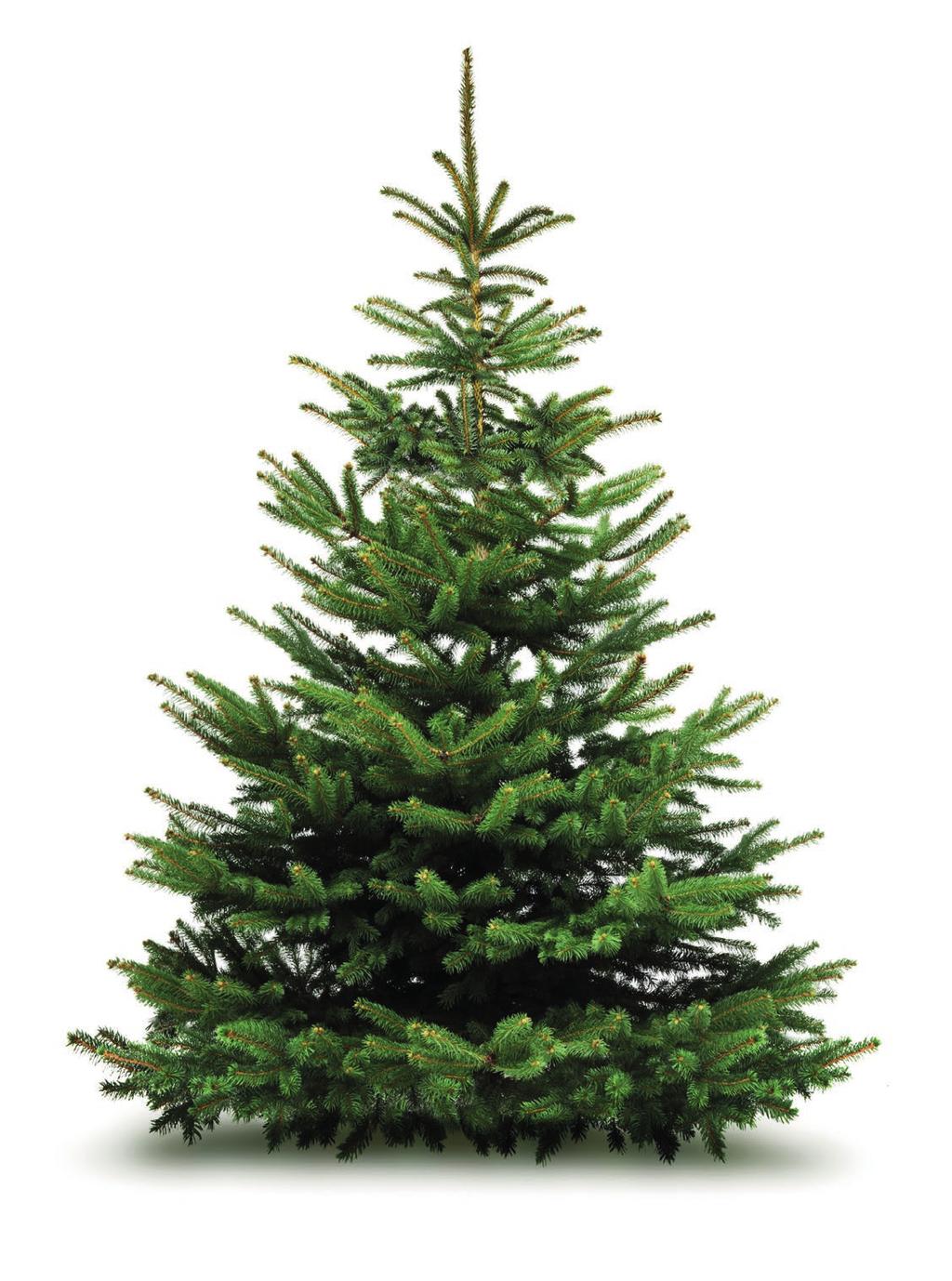 Die Steuersätze eines Weihnachtsbaums Weihnachtsbaum ist...... artgerecht aufgewachsen... künstlich hergestellt 19 Prozent Verkauf durch Landwirt Verkauf durch Gewerbetreibende 7 Prozent 12 Abs. 2 Nr.