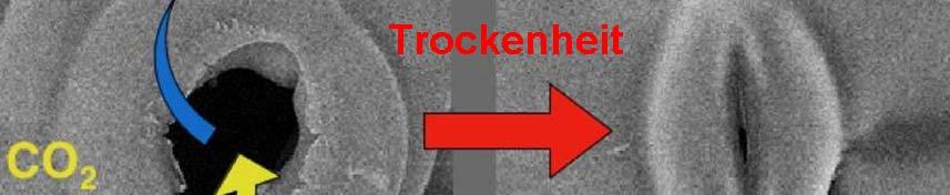 TME = WV x WNE o Der Ertrag nimmt proportional zum