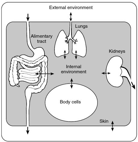 Extrazelluläre Flüssigkeit: innere Umgebung Umwelt GI Trakt Lungen innere Umgebung Nieren Zellen Bőr Laborwerte: extrezelluläre Flüssigkeit!
