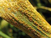 Septoria tritici (Weizen) Gelbrost (Weizen) Stickstoff-Management Dabei zeigt sich jedes Jahr wieder, wie wichtig die Bekämpfung der Halmbasiserkrankungen ist, damit die Pflanzen die gesamte