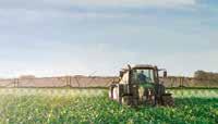 Mais Produktübersicht Getreide Mehr Erfolg in Mais Raps Segment Bekämpfung vieler zweikeimblättriger Maisunkräuter einschließlich Wurzelunkräuter und Ausfallkartoffeln Terbuthylazin-frei