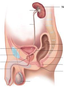 Die Harnblase besteht aus drei Schichten: Innen ist sie mit Schleimhaut ausgekleidet. Es folgt eine Muskelschicht. Diese ist verantwortlich dafür, dass der Urin ausgeschieden werden kann.