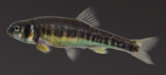 Die natürliche Farbgebung wird durch den Zusatz von Canthaxanthin erhalten und unterstützt. ALKOTE Micro Teichpellets sind speziell für alle kleineren Teichfische wie z.b. Moderlieschen, Bitterlinge oder Ellritzen konzipiert.