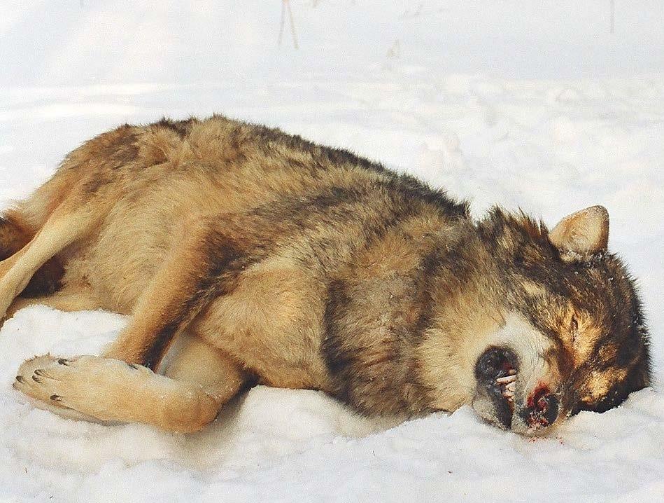 FAKE: Der Wolf muss ins Jagdrecht! Schutz von Weidetieren?