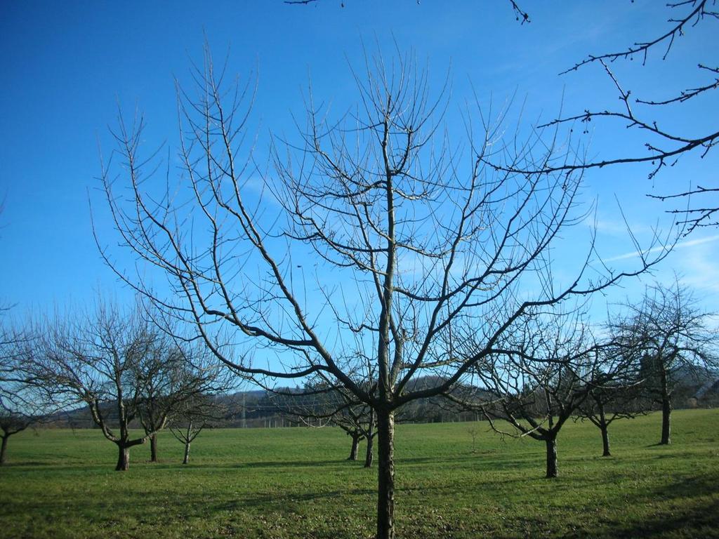 Boskoop vor dem Winterschnitt