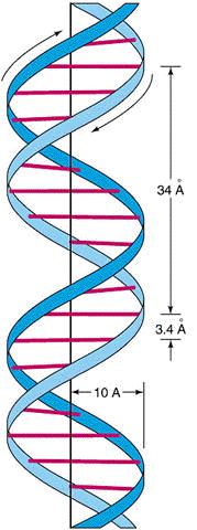 DNA-Struktur: Doppelhelix» Grundlagen für die Aufklärung der DNA-Struktur: Chargaff sche Regel der Basenverhältnisse: (T + C) = (A + G) Hinweis auf Komplementarität der Basenpaare A-T und G-C