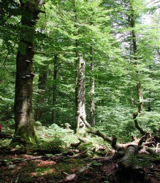 Wald als Geheimwaffe im Klimawandel Zusammenfassung Photosynthese fixiert