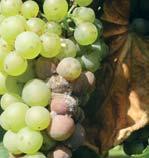 der Hochschule Geisenheim als auch am Weinbauinstitut Freiburg konnte festgestellt werden, dass die Kombination von Kumar und Cuprozin progress im Weinbau gegen die Traubenperonospora beträchtliche