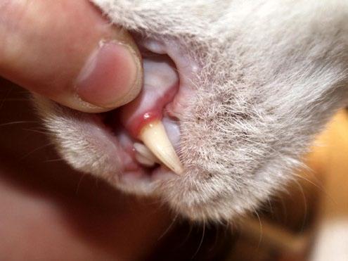 Einleitung Die feline chronische Gingivo-Stomatitis (FCGS) ist eine häufige entzündliche Veränderung der Maulhöhle bei der Katze. Die klinischen Symptome reichen von Ptyalismus, Halitosis bzw.