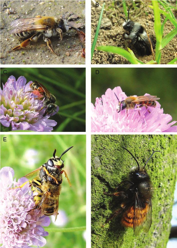 Ergänzungen zur Bienenfauna des Botanischen Gartens der Universität Düsseldorf 99 Abb. 1 A-F: Nestbauende Arten.
