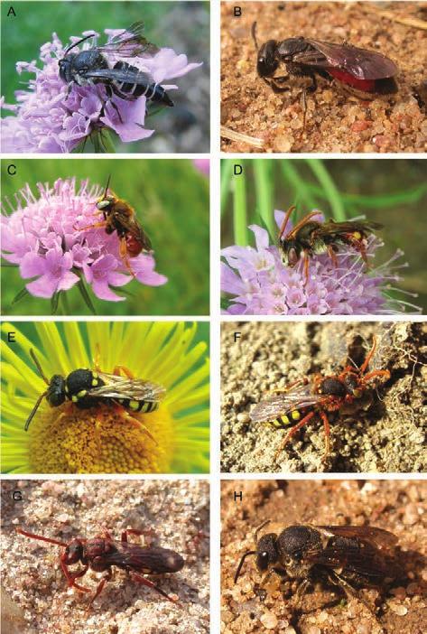 Ergänzungen zur Bienenfauna des Botanischen Gartens der Universität Düsseldorf 103 Fig. 2 A-H: Parasitic species: A Coelioxys aurolimbata &. B & of Sphecodes sp.