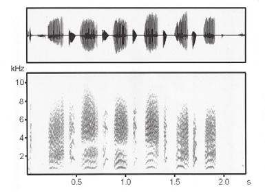 Lautäußerungen und Stridulationsorgan des Langhornbockes Monochamus sutor 111 Abb. 4: Struktur der Laute von Monochamus sutor.