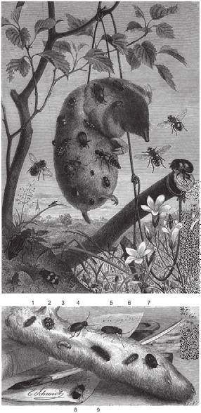 A brief survey of the history of forensic entomology 27 Fig. 10: The fauna of corpses was a popular subject at the end of the 19 th century.