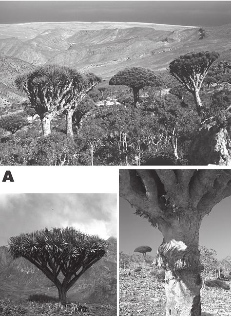 Die Wuchsformen des Drachenbaums auf der Insel Soqotra 57 a b Abb.