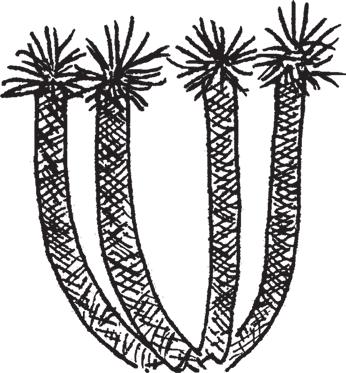 Da gerade diese Drachenbaumform als Vorbild für die Abbildung in BALFOURs Werk Botany of Socotra (BALFOUR 1888) diente, haben wir sie ihm zu Ehren nach ihm benannt.