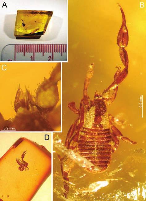 4 SELVIN DASHDAMIROV Figs 1: A, B, C Electrochelifer groehni sp. n., % holotype [GPIH 4488]. D Electrochelifer balticus Beier 1955, %, holotype [GPIH 1049]. A Piece of amber with pseudoscorpion.