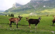 RUBRIK «Die Lauerzer Landwirte» Besuch der Alpen der Lauerzer Genossame im Muotathal Am 9. Juli folgten zahlreiche Lauerzer der Einladung der Genossame und besuchten die Lauerzer Alpen im Muotathal.