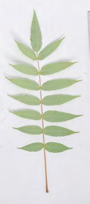 Essigbaum Rhus typhina Herkunft: Nordamerika Sommergrüner, bis 8 m hoher Baum, bildet durch Wurzelausläufer und Stockausschlag dichte, strauchartige Bestände
