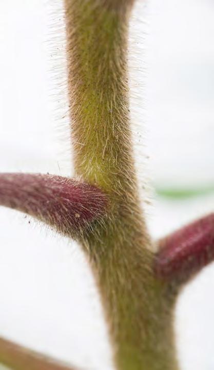 Aushub Aushub mit Wurzeln professionell deponieren Blüte (Mai bis Juni) bis 20 cm lange Kolben, rötliche (weibliche) oder gelbgrüne (männliche) Blüten Samen (August bis