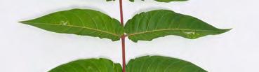 Hecken gezähntes Teilblatt des Essigbaums Teilblatt des Götterbaums mit charakteristischem Zahn Götterbaum (Ailanthus altissima): invasiv, bis 90 cm lang, fast ganz