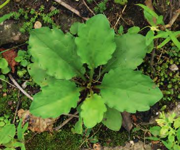 Einjähriges Berufkraut Erigeron annuus Herkunft: Nordamerika ein-, zwei- oder bei Schnitt mehrjährige, bis 120 cm hohe krautige Pflanze,