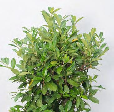 Kirschlorbeer Prunus laurocerasus Herkunft: Südwestasien immergrüner, bis 6 m hoher Strauch, bildet nach Schnitt durch Wurzelausläufer teilweise dichte Bestände