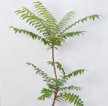 Götterbaum Ailanthus altissima Herkunft: China sommergrüner, bis 30 m hoher Baum, bildet nach Schnitt durch Wurzelausläufer dichte, strauchartige Bestände, Rinde graubraun bis schwarzbraun, längs