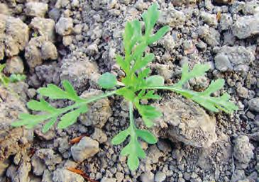 Aushub, Samenmischungen oder Kleintierfutter Samen im Boden über 10 Jahre keimfähig szeitraum April Mai Juni Juli Aug Sept Okt Nov Dez