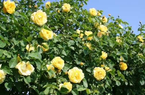 Gelbblühende, gesunde Rosen aus der Pillnitzer