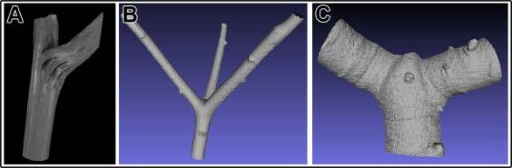 Highlights Bioinspirierte verzweigte Tragwerkselemente aus faserverbundverstärktem Beton: Biologische Vorbilder, Forschung und Entwicklung K. Bunk 1,2, F. A. Jonas 3, J. Knippers 3, L. Born 4, C.