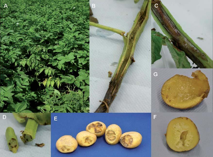 Abbildung 20 Welke, mit Dickeya solani infizierte Kartoffelpflanze im Bestand (A), mit Dickeya dianticola infizierte Kartoffelpflanze hohler Haupttrieb (B), mit Dickeya solani infizierte