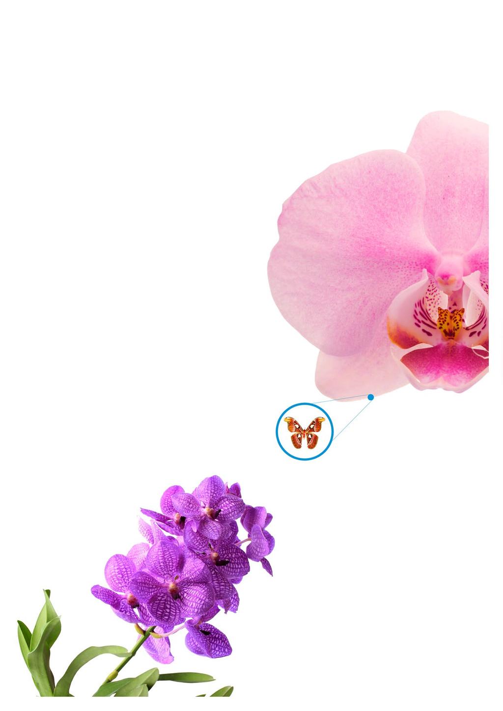 Wunderschöne Mitbewohner und farbenprächtige Mischlinge NACHTFALTER-ORCHIDEE Phalaenopsis Nachtfalter-Orchidee oder Malaienblume Südost-Asien ca.