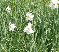 Narcissus poeticus (40