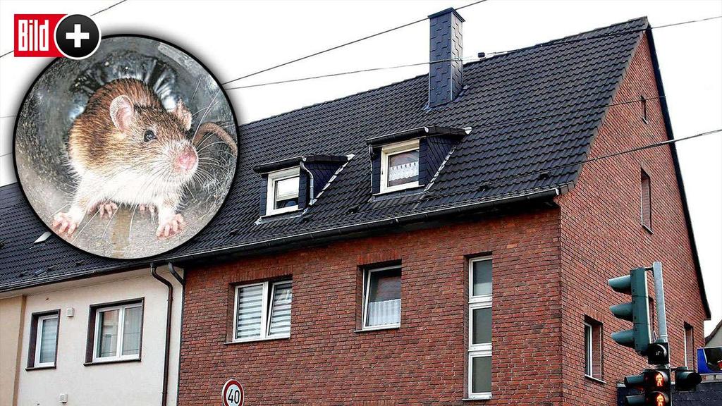 27 Hausbesitzerin bekam freche Antwort: Stadt verweigert Rattenzahlung Wer den Schaden hat, braucht für den Spott nicht zu sorgen und hier kam er sogar direkt aus dem Rathaus.