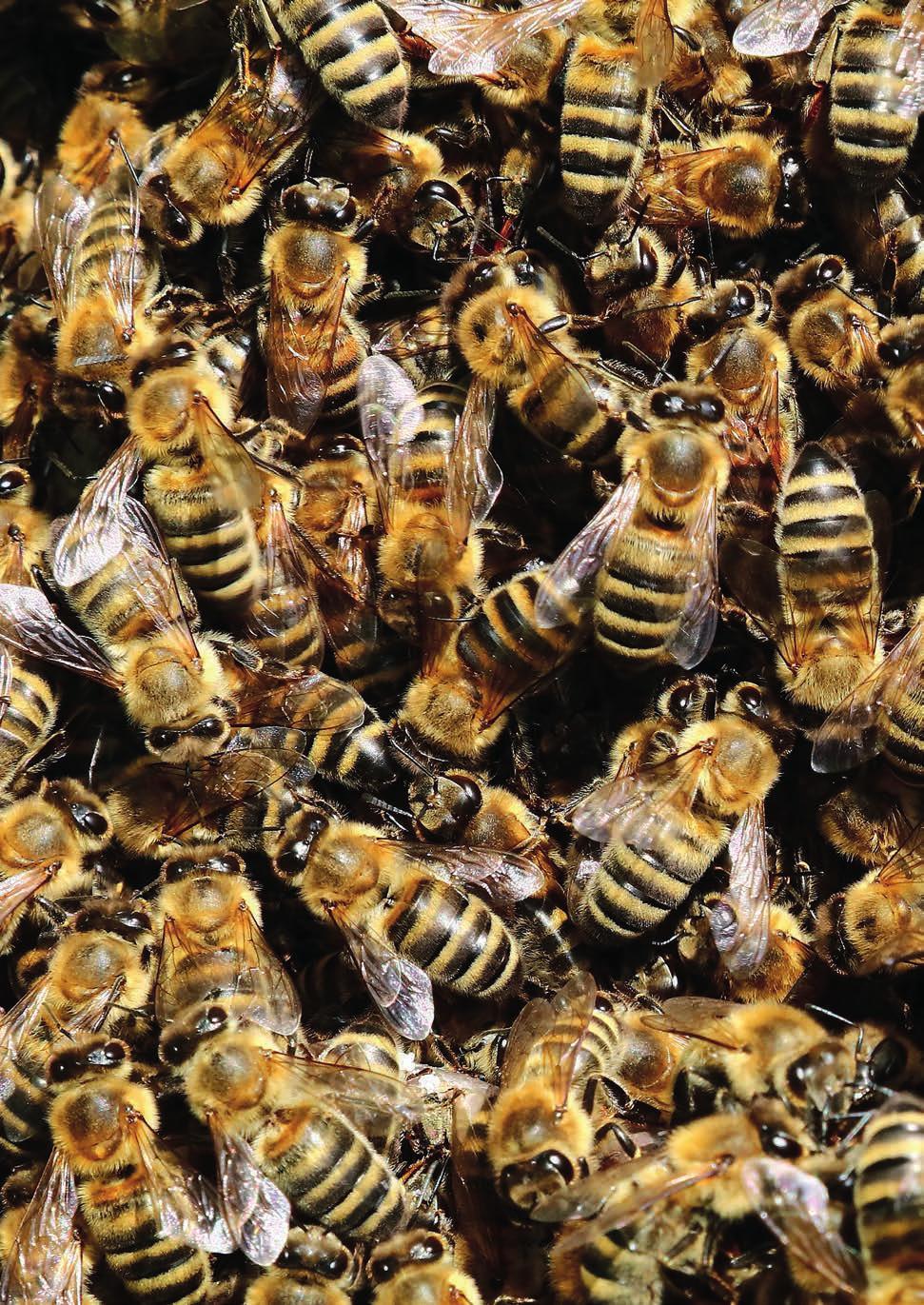 Zukunft Biene Grundlagenforschungsprojekt zur