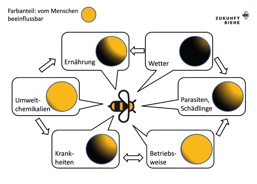 at (Projekt Nr. 100972); www.zukunft-biene.at Multifaktorieller Einfluss auf Bienengesundheit Die Bienengesundheit unterliegt vielen verschiedenen Einflüssen.