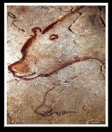 Der Höhlenbär lebte vor ca. 400.000-13.000 Jahren und war ein Riese. Mit einer Schulterhöhe von ca.