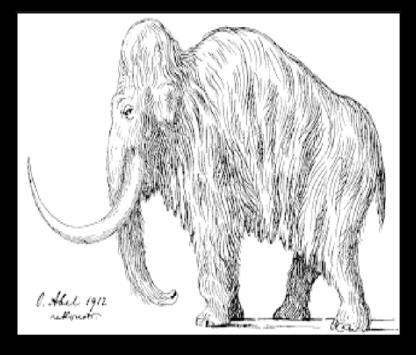 Mammutelfenbein Mammuts lebten vor ca. 300.000-10.