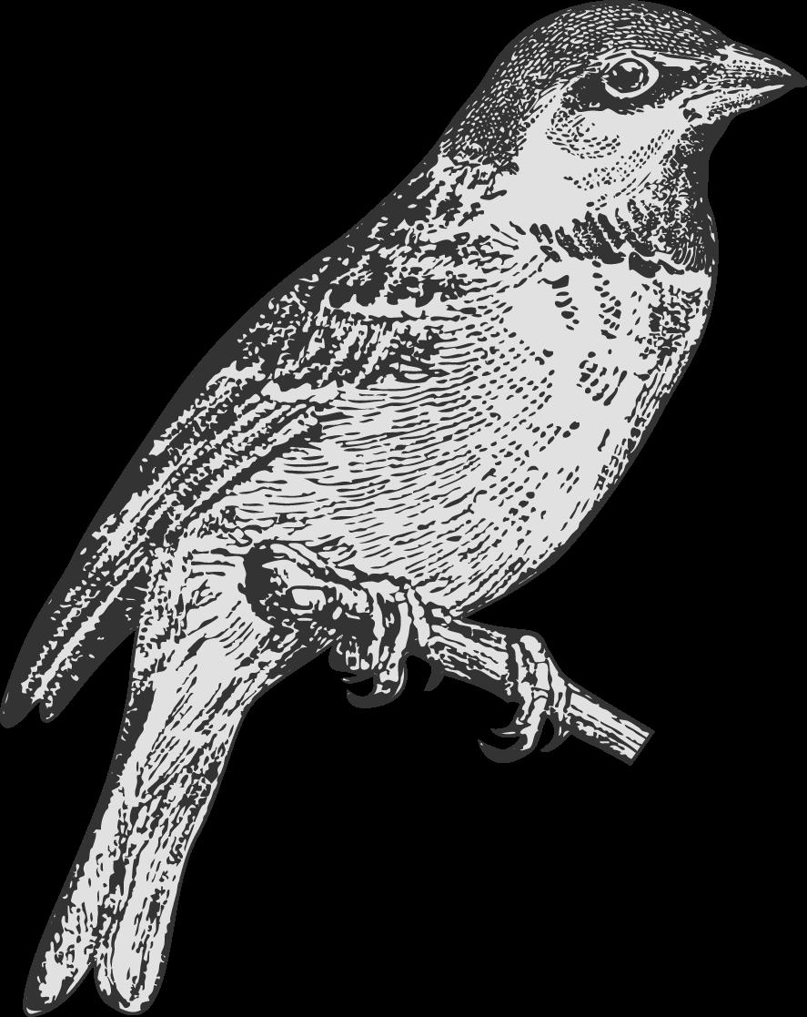 Vögel haben beschuppte Beine, die wie die Schuppen der Reptilien aus Horn bestehen und aus der obersten Hautschicht gebildet werden. Abb. 27: Vogel (Quelle: IPN).