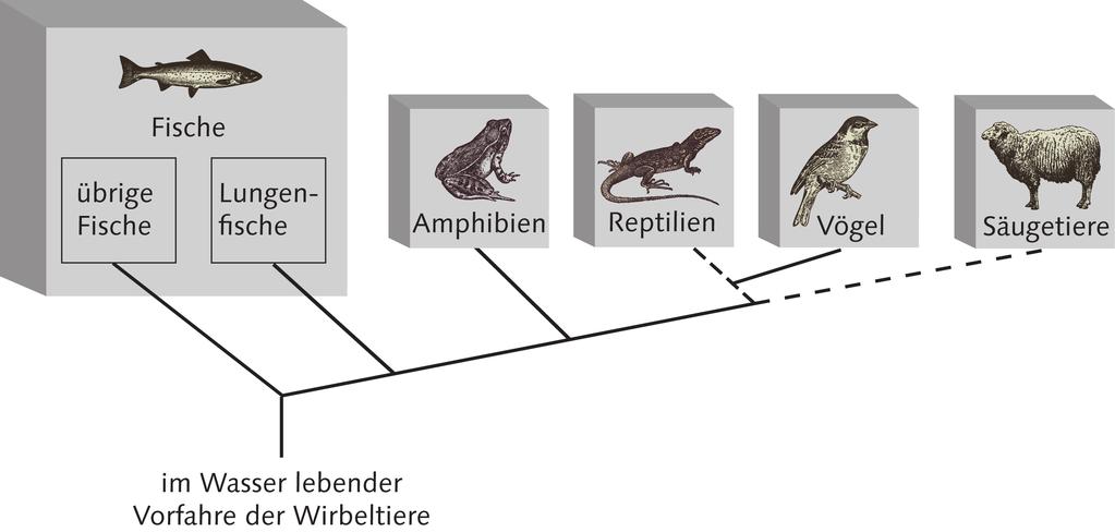- 29-2. Lösungsschritt: Unterscheidung zwischen ursprünglichen und abgeleiteten Merkmalen Die Federn sind in der Außengruppe nicht vorhanden und somit ein abgeleitetes Merkmal der Vögel. 3.