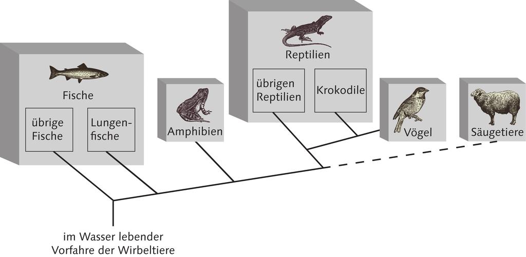 - 32-3. Lösungsschritt: Schlussfolgerung auf die Verwandtschaftsbeziehung Die Reptilien sind also eine paraphyletische Gruppe.